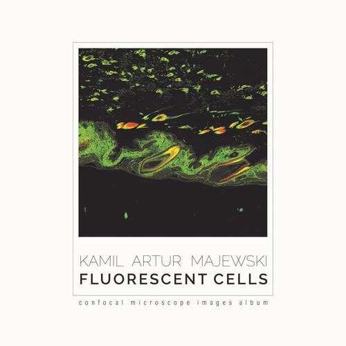Okładka książki o tytule: Fluorescent cells. Confocal microscope images album