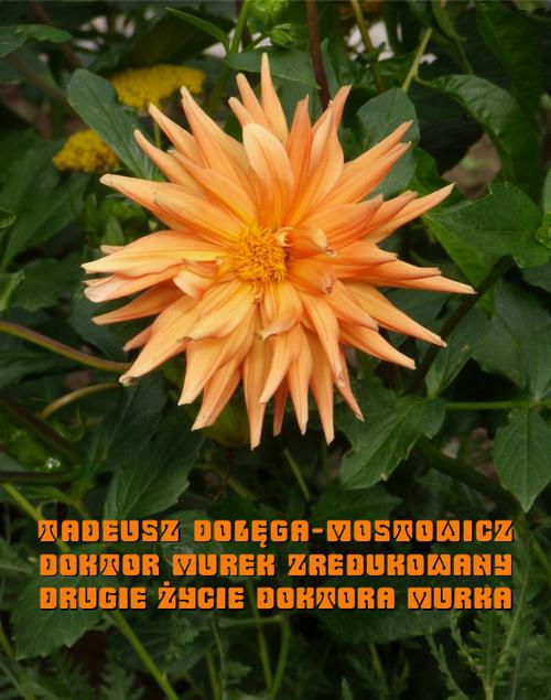 The cover of the book titled: Doktor Murek zredukowany. Drugie życie doktora Murka